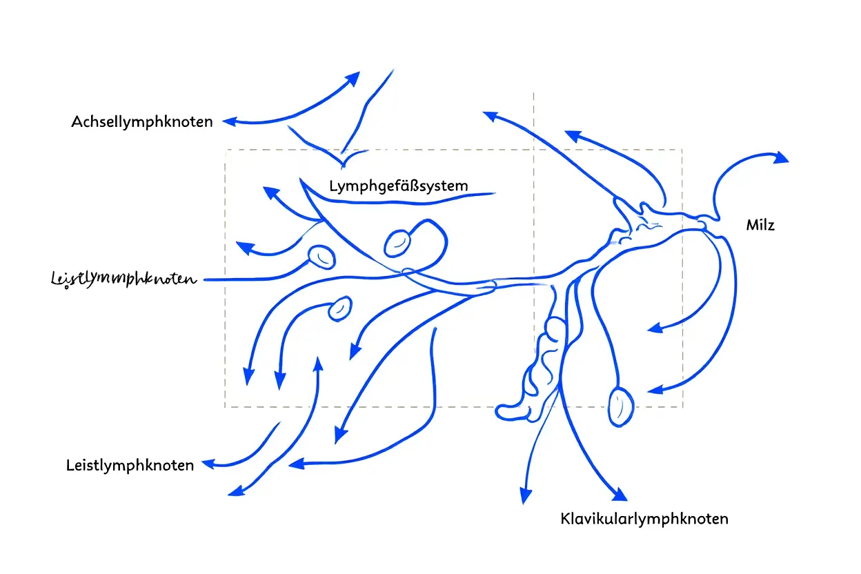 Lymphfluss und Entwässerungssystem